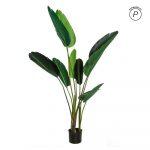 PLANTA AVE DEL PARAÍSO VERDE 150 CM