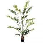 PLANTA ARECA EXTERIOR 210 CM