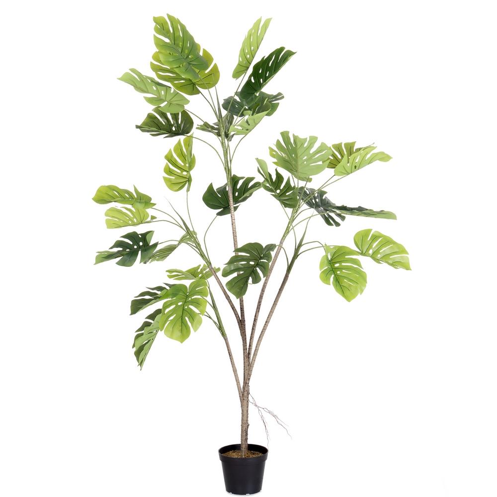planta-monstera-exterior-180-cm-733224