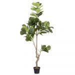 PLANTA FICUS EXTERIOR 200 CM