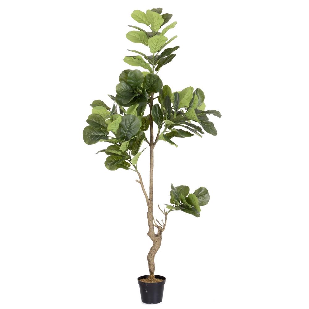 planta-ficus-exterior-200-cm-733227
